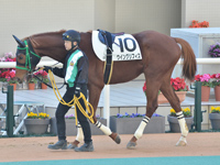 新馬　パドック