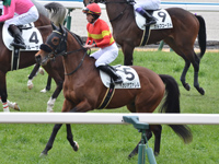 新馬　本馬場入場