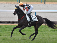 新馬　キャンター