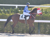 未勝利　本馬場入場