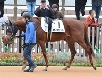 1勝クラス　パドック