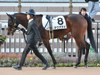 未勝利　パドック