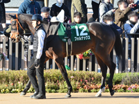 第60回 シンザン記念 （GIII）　パドック