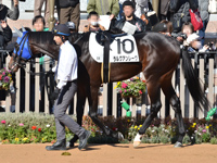 新馬　パドック