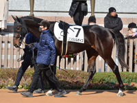 未勝利　パドック