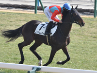 未勝利　キャンター