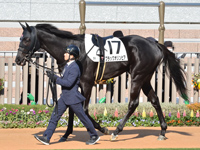 未勝利　パドック