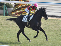 未勝利　キャンター