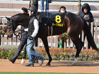 若駒ステークス （Ｌ）　パドック