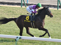 若駒ステークス （Ｌ）　キャンター