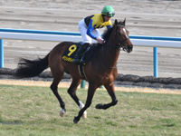 若駒ステークス （Ｌ）　キャンター