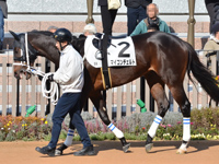 未勝利　パドック