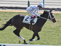 未勝利　キャンター