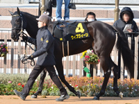 若駒ステークス （Ｌ）　パドック