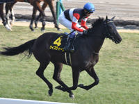 若駒ステークス （Ｌ）　キャンター