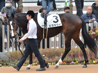 未勝利　パドック