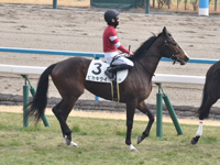 未勝利　本馬場入場