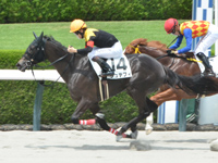 阪神6R　新馬　シュテフィ