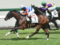 阪神5R　新馬　バークシャーシチー