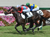 阪神5R　新馬　フリーガー