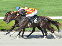 阪神9R　ヤマボウシ賞（1勝C）　ペルセア