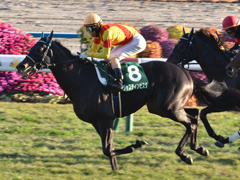 第12回 京都2歳Ｓ（ＧIII）　ジャスティンビスタ