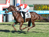 阪神5R　新馬　ショウナンハヤナミ