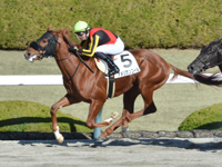 阪神6R　新馬　アメリカンコール