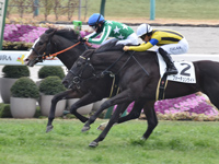 京都5R　新馬　タイキルッジェーロ