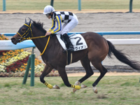 京都6R　未勝利　アヴィオン